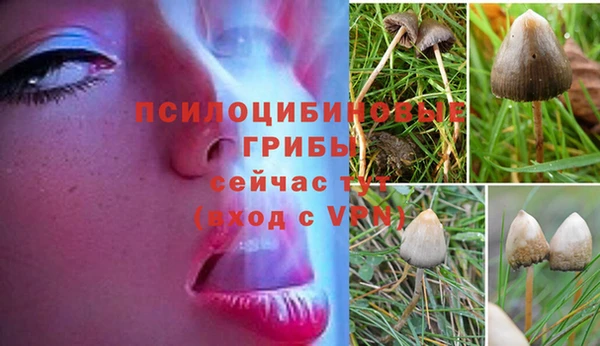 ешки Арсеньев